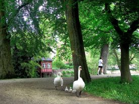 A family of swans out for a walk 1600px